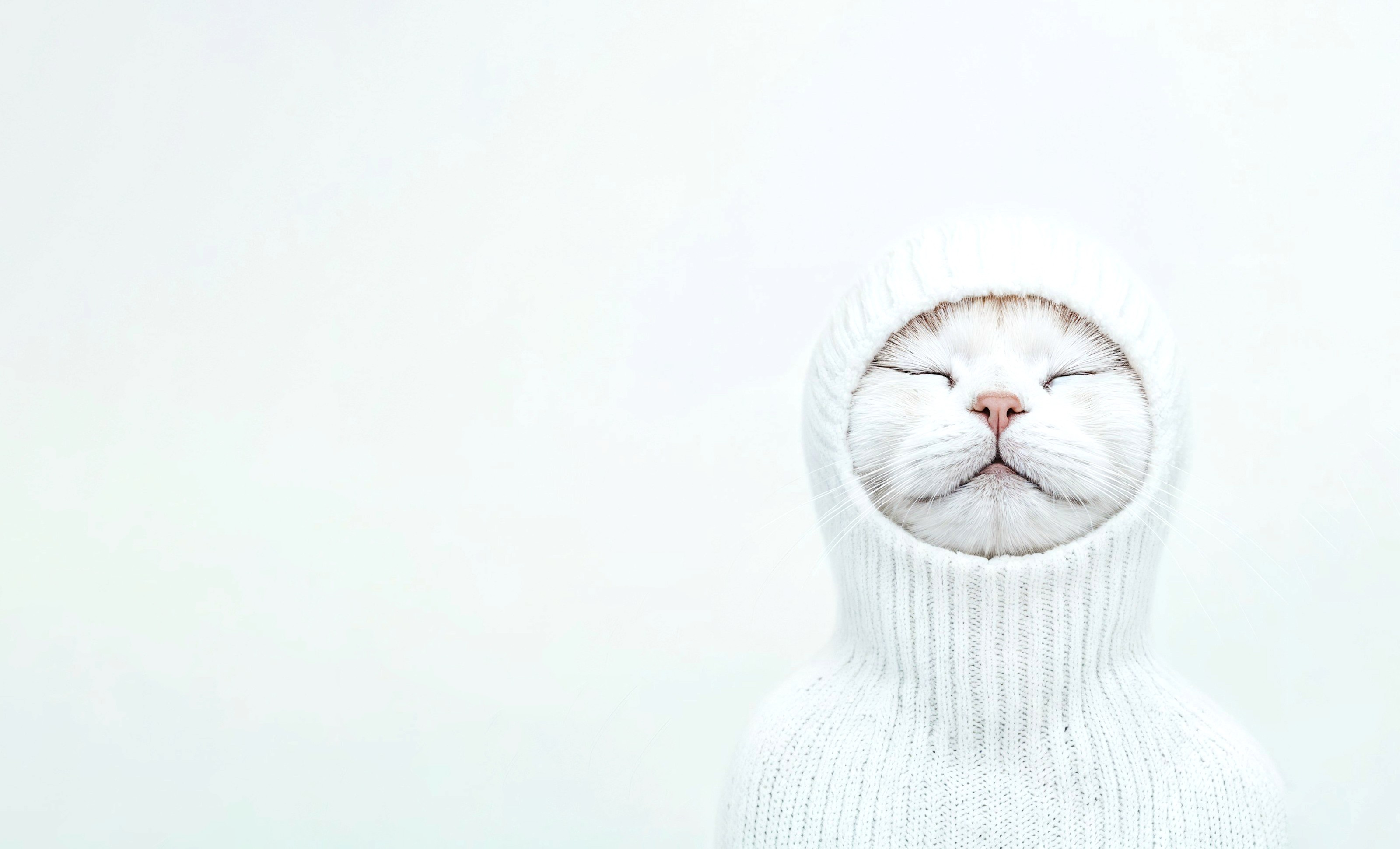 Cat in a hoodie